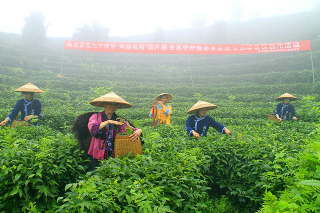 七仙峰生态茶观光园——开启桂林农业生态度假旅游新篇章