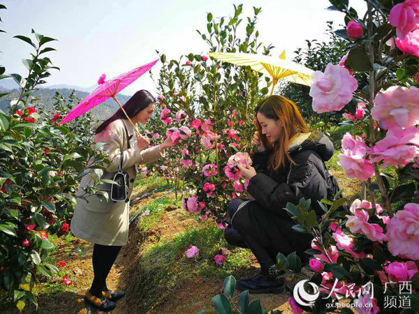 桂林全州首届茶花节将于3月19日举行