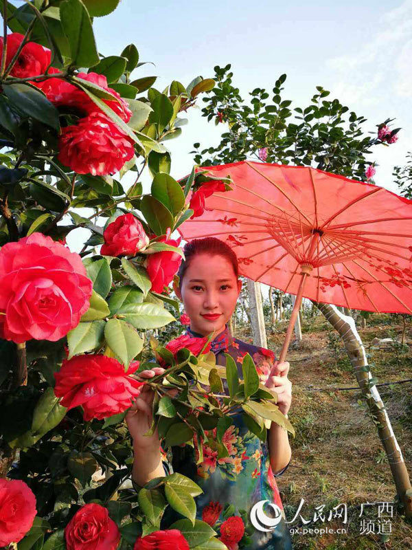 桂林全州首届茶花节将于3月19日举行